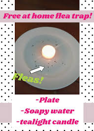 Diy Flea Trap Dish Soap And Water On A Saucer With A Candle In The Middle The Fleas Are Attracted To The Heat And Tea Light Candles Tea Lights Diy