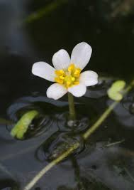 Image result for Cabombaceae