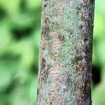 Image result for Clausena anisata