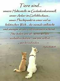 Tiere Sind Die Besseren Menschen Hundesprüche Sprüche