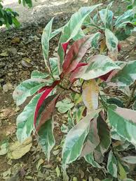 Image result for Croton macrostachyus