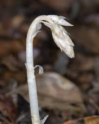 Image result for Epipogium roseum