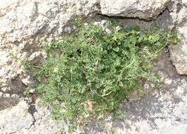 Image result for Fumaria abyssinica