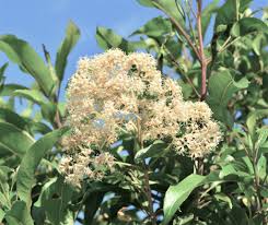 Image result for Nuxia floribunda