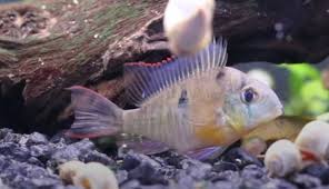 Hello fellow fish keepers!in this video we look at how to care for bolivian rams (mikrogeophagus altispinosus). Bolivian Ram Complete Care Guide
