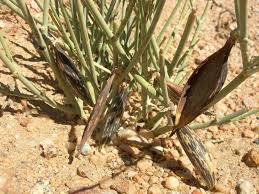 Image result for Orthanthera