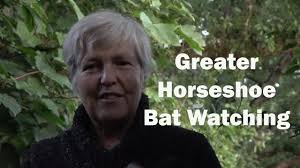 Greater Horseshoe Bat Watching