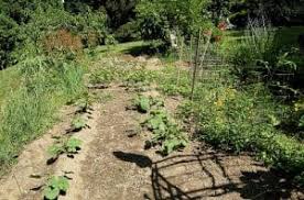 Are you new to organic vegetable gardening? Double Row Vegetable Gardening 101 Gardening Channel