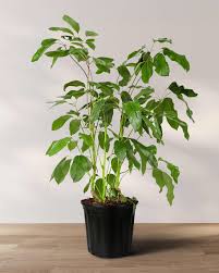 Image result for Schefflera