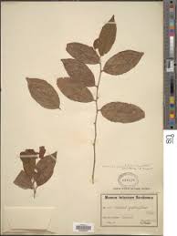 Image result for Rinorea angustifolia