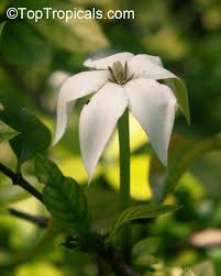 Image result for Buchnera randii