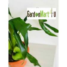 Paku tanduk rusa, merupakan tumbuhan perennial, daun terdiri daun penyangga atau daun steril dan daun fertil. Gnc Staghorn Fern Pokok Tanduk Rusa é¹¿è§'è•¨ Gardenmart4u Com