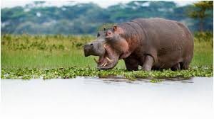 Image result for Hippocratea africana