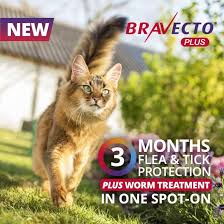 Bravecto Plus For Cats South Wairarapa Veterinary Services