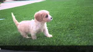 These smart, hypoallergenic pups are a jewel in your family. Cavachon Puppies For Sale In San Diego Ca Puppy Avenue Kennel Youtube