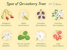 9 Recommended Species Of Serviceberry Trees And Shrubs