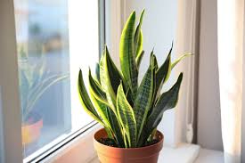 Image result for Sansevieria trifasciata