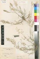 Image result for Eragrostis inamoena