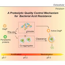 Choose from 500 different sets of flashcards about protease on quizlet. Protease Mediated Protein Quality Control For Bacterial Acid Resistance Sciencedirect