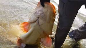Usturoiul este considerat un ingredient indispensabil în preajma multor mâncăruri la ce te ajută dacă dormi cu usturoi sub pernă. Somn Cum Pescuim Acest Peste Blog Totalfishing