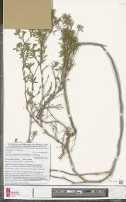 Image result for Stylosanthes fruticosa