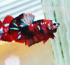 Ohmpk Red Koi Galaxy Betta Fish Koi Betta Betta