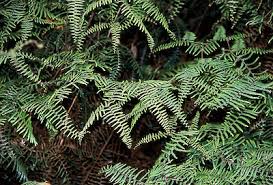 Image result for Gleichenia elongata