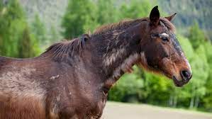 Equine Cushing S Disease Pituitary Pars Intermedia Dysfunction Ppid