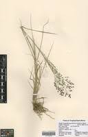 Image result for Eragrostis paniciformis