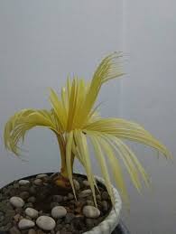 Cara Membuat Bonsai Kelapa Di Rumah Hasilnya Indah