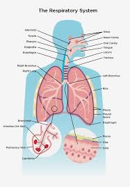 Translations of the phrase body diagram from english to french: Respiratory System The Lung Association