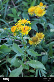 Image result for Inhambanella