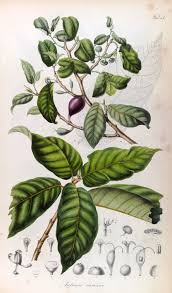 Image result for Antiaris