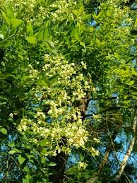 Image result for Styphnolobium