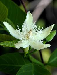 Image result for Apocynaceae subfamily Periplocoideae