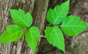 We did not find results for: The 10 Best Poison Ivy Killers Reviews Guide Of 2021