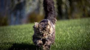 ãcat runningãã®ç»åæ¤ç´¢çµæ