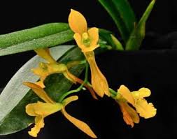 Image result for Schizochilus