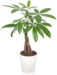 We did not find results for: The 11 Best Indoor Plants Of 2021