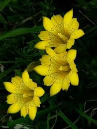 Image result for Sebaea