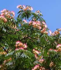 Image result for Albizia forbesii