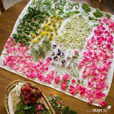 There are certain flowers that can be dried whole, like chamomile, dandelion, lavender, and calendula. How To Harvest And Dry Flowers Herbs From Your Garden
