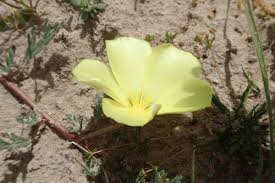 Image result for Grielum