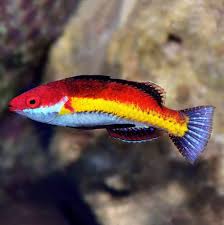 naokos fairy wrasse cirrhilabrus naokoae