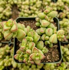 Image result for Crassula alticola