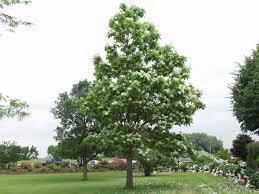 Image result for Catalpa