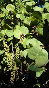 Image result for Coccoloba