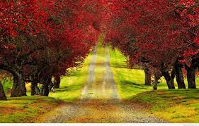 3487 nature wallpapers (laptop full hd 1080p) 1920x1080 resolution. Nature Wallpapers Hd Full Size Wallpaper Cave