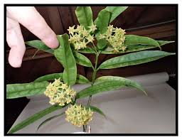 Image result for Platycaulos