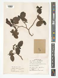 Image result for Delostoma